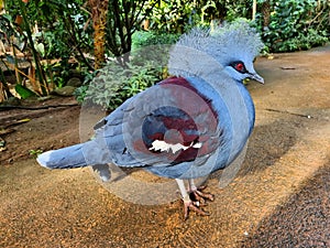 Exotic bird Goura Victoria pigeon in topical forest