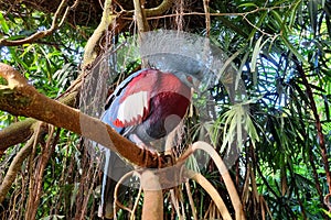 Exotic bird Goura Victoria pigeon on a tree branch in topical forest