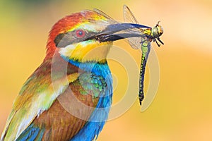 Exotic bird holds an exotic insect in a beak