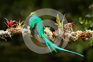 Exotic bird with long tail. Resplendent Quetzal, Pharomachrus mocinno, magnificent sacred green bird from Savegre in Costa Rica. R