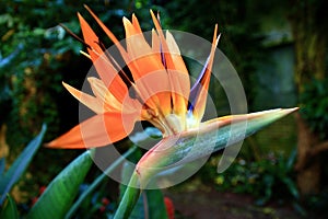 exotic bird of paradise flower, in many bright colors