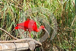 Exotic bird - Scarlet Ibis