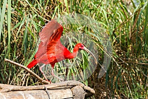 Exotic bird - Scarlet Ibis