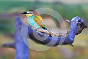 Exotic bird sitting on a branch wavy