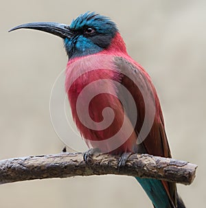 Exotic bird - Southern carmine bee-eater