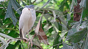 An exotic bird stands on a thin branch of a tree