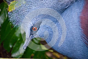 Exotic Bird Victoria Crown Pigeon