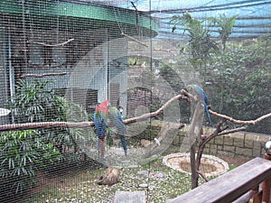 Exotic birds at the aviary, Kowloon park, Hong Kong