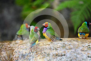 Exotic Birds Enjoying the Water