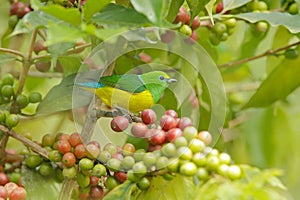 Exotic birds with fruits. Cute birds. Beautiful tanager Blue-naped Chlorophonia, Chlorophonia cyanea, exotic tropical green