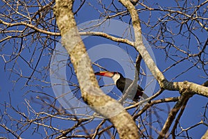 exotic birds of the Pantanal. Toco toucan Ramphastos toco also common toucan or giant toucan