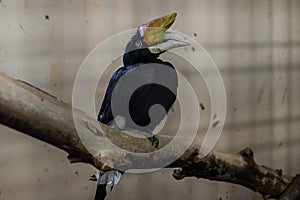 Exotic birds in a Russian zoo.