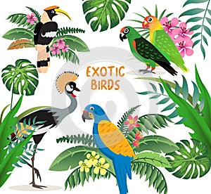 Exotic birds set, crowned crane, colorful parrots lovebirds and blue with yellow wings macaw, friendly great hornbill