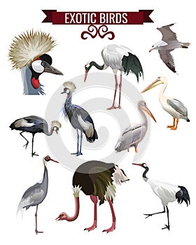 Exotic birds set in realistic style design