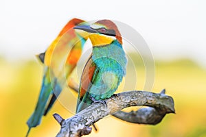 Exotic birds are sitting on a branch with patterns