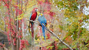 Exotic birds. Two bright parrots sit on a branch. Scarlet macaw