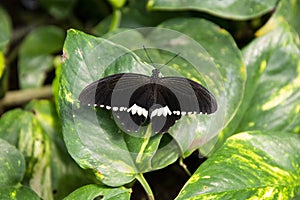 Exotic black butterfly over green leaf in summer garden