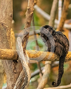 Exotic black Callimico monkey on a tree branch