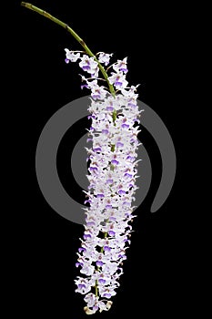 Exotic blooming foxtail orchid, pink spotted on white flower, on black background