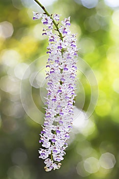 Exotic blooming foxtail orchid, pink spotted on white flower, on blurred green bokeh background