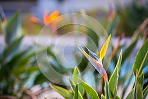 The exotic blossomed strelitzia Flower, bird of paradise