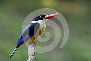 Exotic blue bird with black head and red beaks calmly perching o