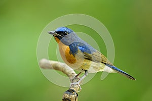 Exotic blue bird with orange feathers on its chest to belly standing on small stick over green background, Chinese blue flycatcher