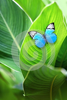 Exotic blue butterfly on green leaf. Summer concept.