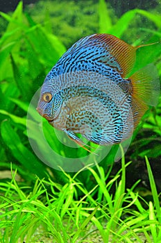 Exotic blue discus fish