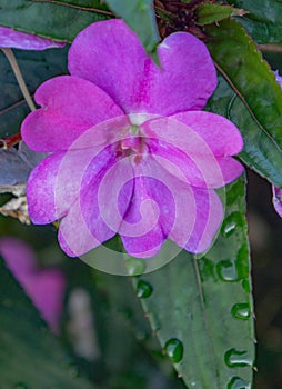 Exotic Blue Flower and Green Leaves