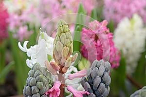 Exotic bluish flower in the form of a cluster of grapes.