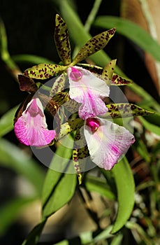 Exotic brassocattleya pink orchid