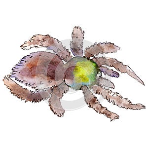 Exotic brown tarantula wild insect in a watercolor style isolated. For background, texture, wrapper pattern or tattoo.