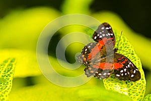 Exotic butterflies extreme macro shots in vibrant colors. Nymphalidae