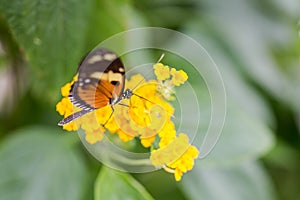 Exotic butterflies extreme macro shots in vibrant colors. Papilionoidea