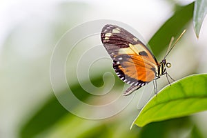 Exotic butterflies extreme macro shots in vibrant colors. Papilionoidea