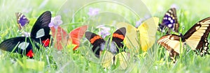 Exotic Butterflies Framing Green Grass Background