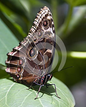 Exotic butterfly