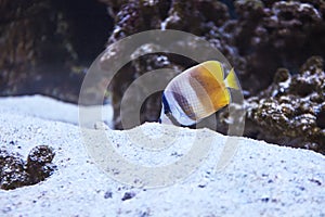 exotic butterfly fish pet. tropical wildlife