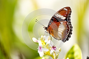 Exotic butterfly on the flower