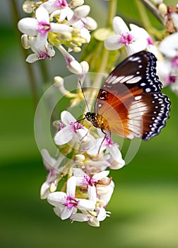 Exotic butterfly on the flowers early