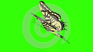 Exotic butterfly green screen 3d rendering animation.