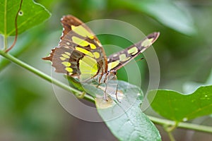 Exotic butterfly on a leaf.