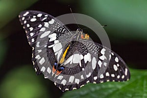 Exotic butterfly Papilio demoleus.