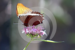 Exotic Butterfly on a pink flower