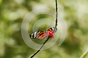 Exotic butterfly sitting on red flower in tropical rain forest in Costa Rica, exotic adventure, butterfly with yellow and orange photo