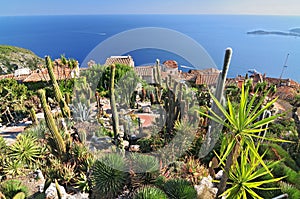 Exotic cacti garden at the very top of the mediaeval hilltop village of Eze, France