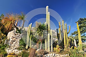 Exotic cacti garden at the very top of the mediaeval hilltop village of Eze, France