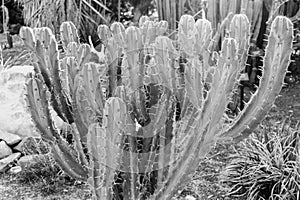 Exotic Cactus Plant