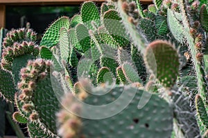 Exotic cactus thickets in the home garden